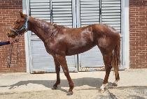 ����巡�� (ROSE DRAGON) ����