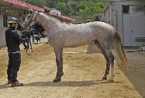 �긮���� (BREEDO GIRL) ����