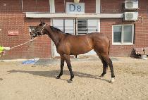 THE BIG SHOT picture