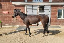 ��ī�̱׸� (SKY GRIT) ����