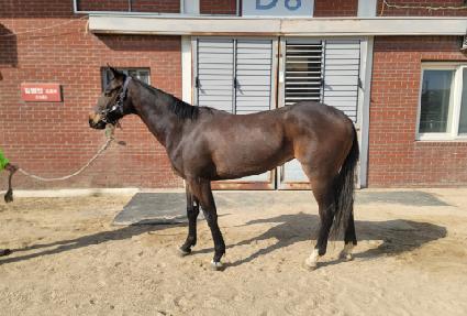 ��ī�̱׸� ����