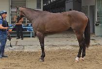 ���� (ELLIN) ����