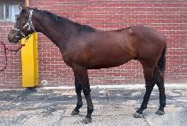 ����������� (RISE THE THRONE) ����