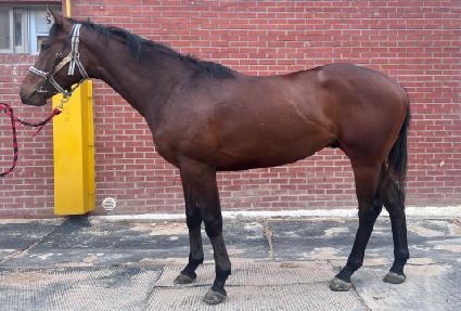 ����������� ����