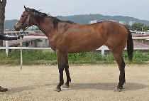 ��Ʈ�ö��� (HIT FLY) ����