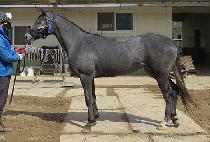 �����׷��� (FOX GREY) ����