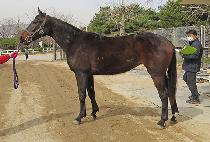 ���̷� (SEIRENE) ����