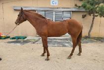 ���������� (B.K. ZENA) ����