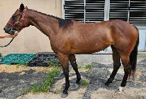 �׸��ö��� (GREEN FLYING) ����