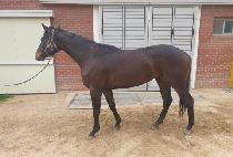 ������è�Ǿ� (BACKTOTHECHAMPION) ����