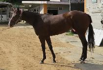 ��ȣ����Ĺ (YAHO SUPER CAT) ����