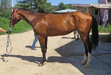 �巡�ｺ���� ����