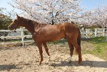 ���̾�Ʈ���� (GIANT MARINE) ����