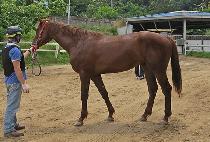 �������� (EURACHACHA) ����