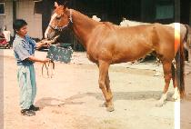 ������ (BONG SOONG A) ����