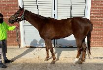 �긮������Ÿ (BREEDO QUEEN STAR) ����