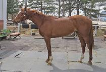 ����� (DAEMYEONGJANG) ����