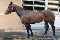 ��ȥ������ (TUHON FIGHTER) ����