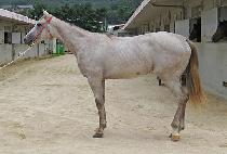 �Ļ��� (PASALUBONG) ����