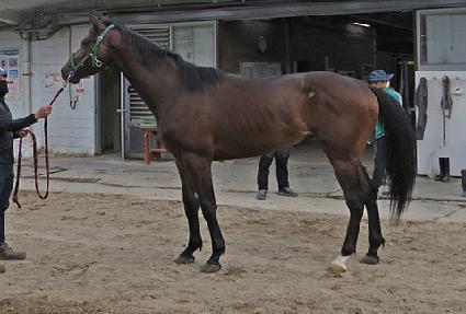 ���۽�Ÿ ����