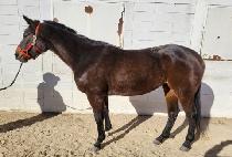 �������丮 (BLACK VICTORY) ����