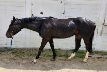 �ö��׺��̺� (FLYING BABY) ����