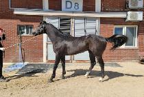 �ƽ�Ʈ��ŷ (ASTRO KING) ����