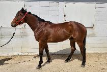 ����巡�� (SEVEN DRAGON) ����