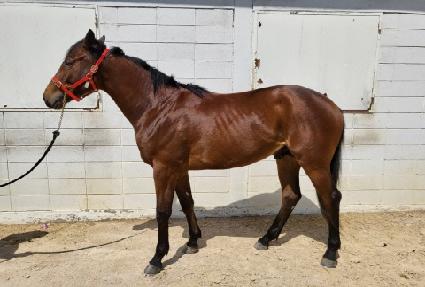 ����巡�� ����