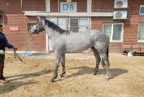 �׷��̺��� (GRAY BOSS) ����