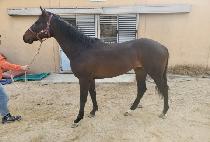 ��õ�۽�Ʈ (SINCHEON FIRST) ����