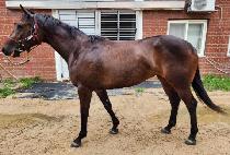 ���̿������� (I AM LEGEND) ����