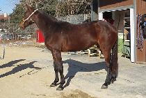 �巡���� (DRAGON GOLD) ����