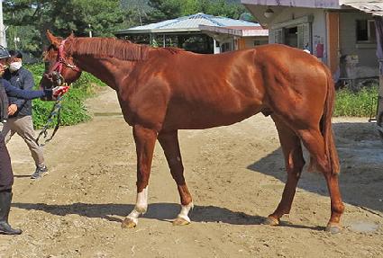 ����Ʈ���� ����