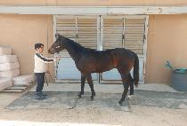 ����Ʈ���� (BEST BOY) ����