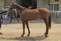 ��Ƴ� (DIANA) ����