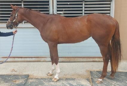 Ʈ���õ帲 ����