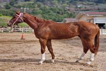 �ö���ĭ (FLYING KHAN) ����