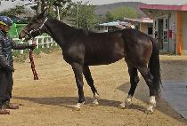 �ǿ�����è�� (P N S CHAMP) ����