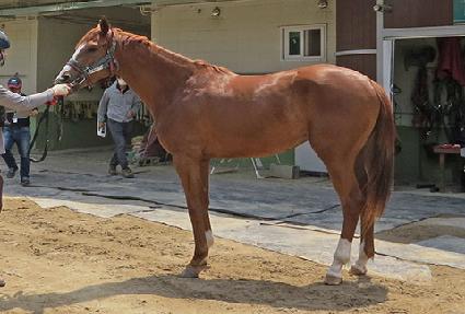 ���̷ս�Ÿ ����