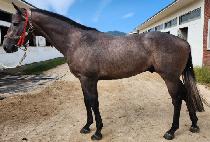 ����Ʈ�� (POSTMAN) ����