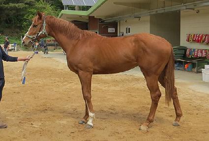 ���ջ轺 ����