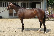 �ʰ����� (CHOGANGBULPAE) ����