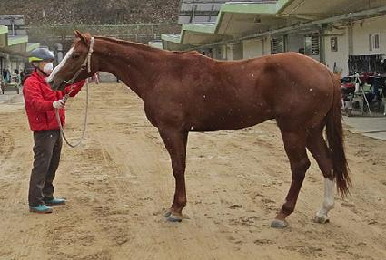 ����Ʈī�� ����