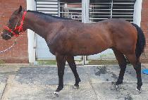 �۷ι�����Ʈ (GLOBAL SPURT) ����