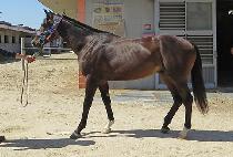 �����ô� (BLACK SIDAE) ����