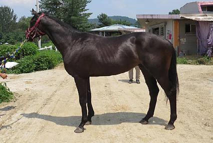 �ڸ��ư�� ����