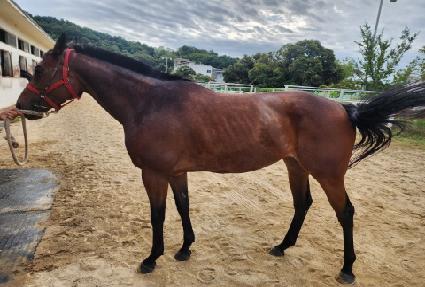 ���̷��� ����