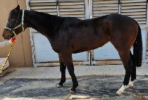 �帲���̽� (DREAM RACE) ����