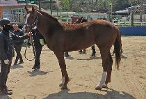 HANGANG CAPTAIN picture